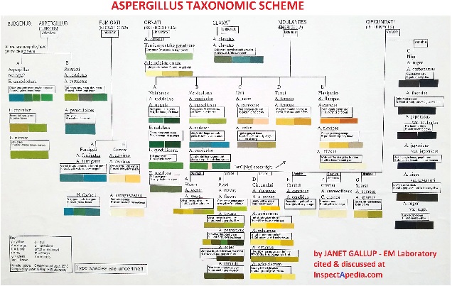Aspergillus taxonomic scheme showing colors of common species - by Janet Gallup at EMSLaboratory cited & discussed by Daniel Friedman at InspectApedia.com