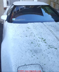 Heavy lichens growth and probably some mold on the surface of a car (C) InspectApedia.com anonymous reader