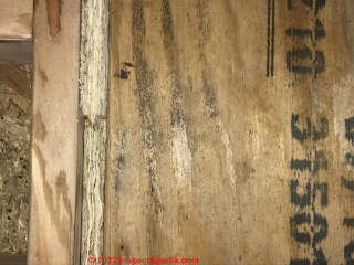 Moldy plywood in new construction (C) InspectApedia.com Kristin