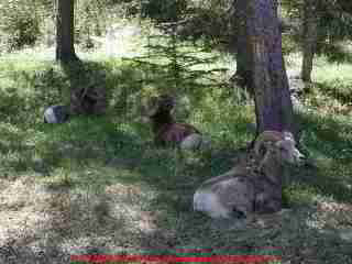 PHOTO of an Jasper Alberta septic field near the park ranger home - trees and mountain goats? - all great ideas for a national park and not so great for a septic field.