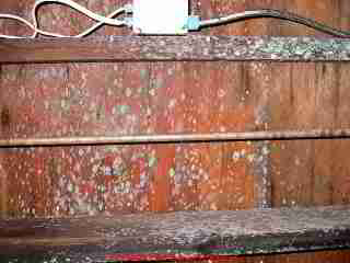 Photograph of thick green mold on subfloor over a crawl space