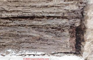 extensive beam insect damage (C) InspectApedia.com Lizzie